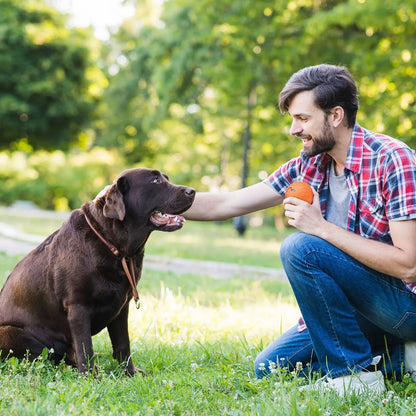 Interactive Jumping Ball for Dogs