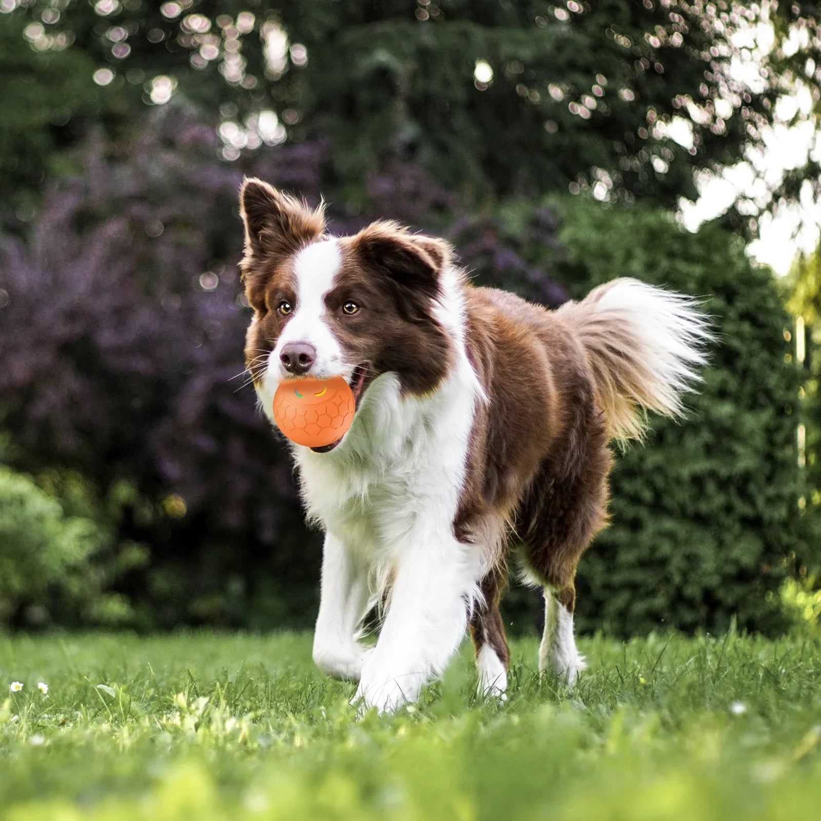 Interactive Jumping Ball for Dogs